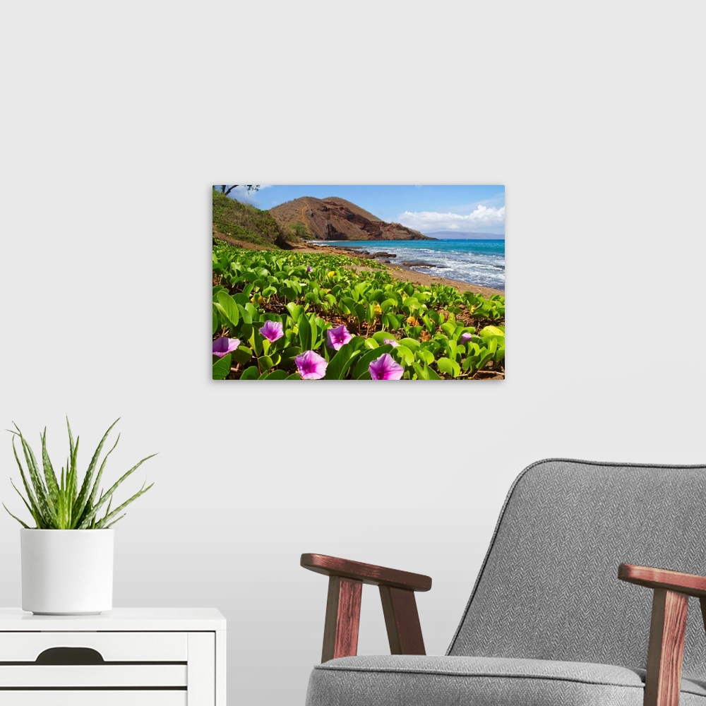 A modern room featuring Beach morning glory with Pu'u O'lai in background, Makena, Maui, Hawaii