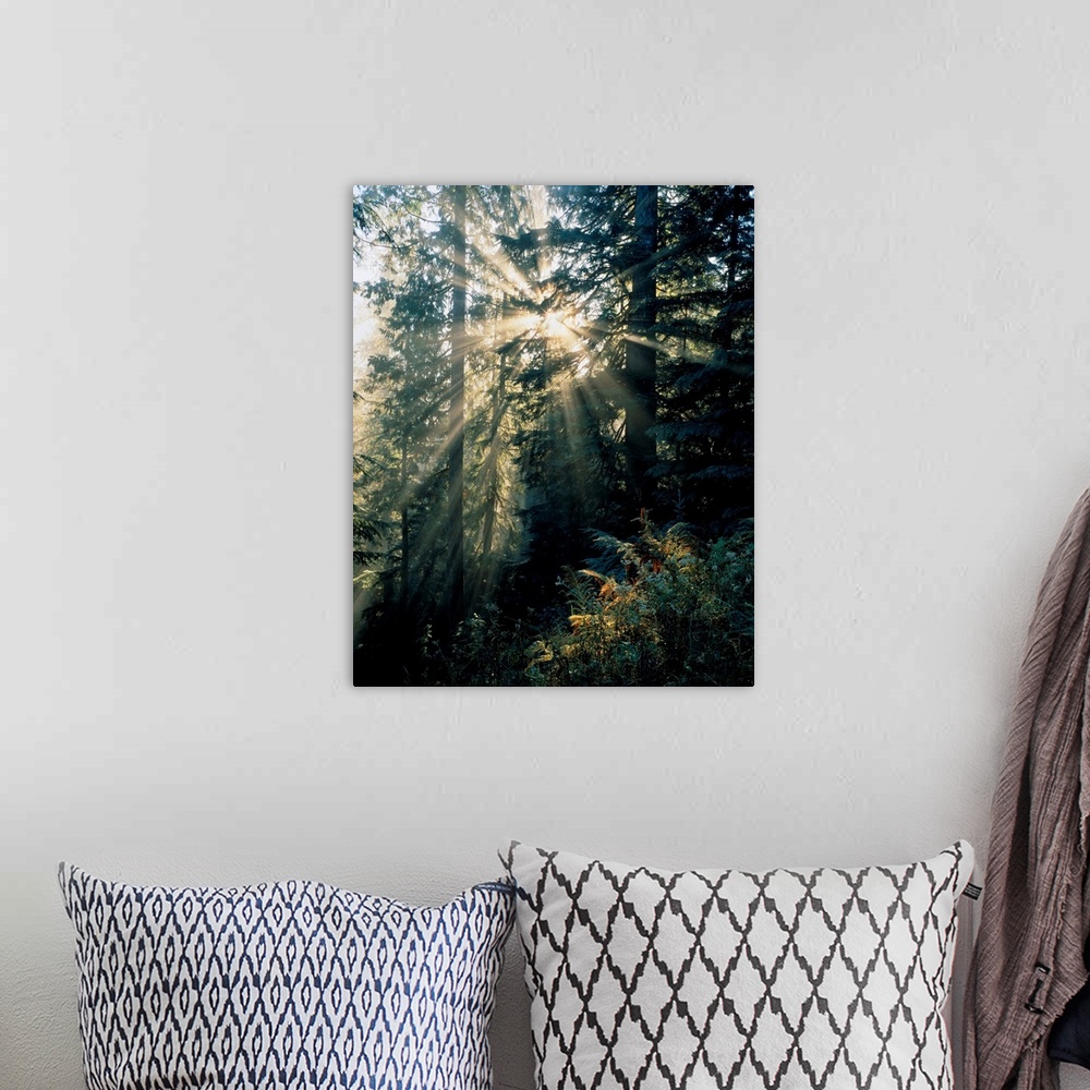 A bohemian room featuring Beams of sunlight shining through trees, Mount Rainier national park. Washington, united states o...