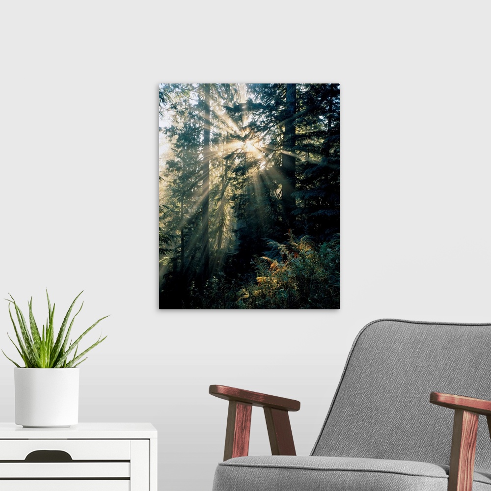 A modern room featuring Beams of sunlight shining through trees, Mount Rainier national park. Washington, united states o...