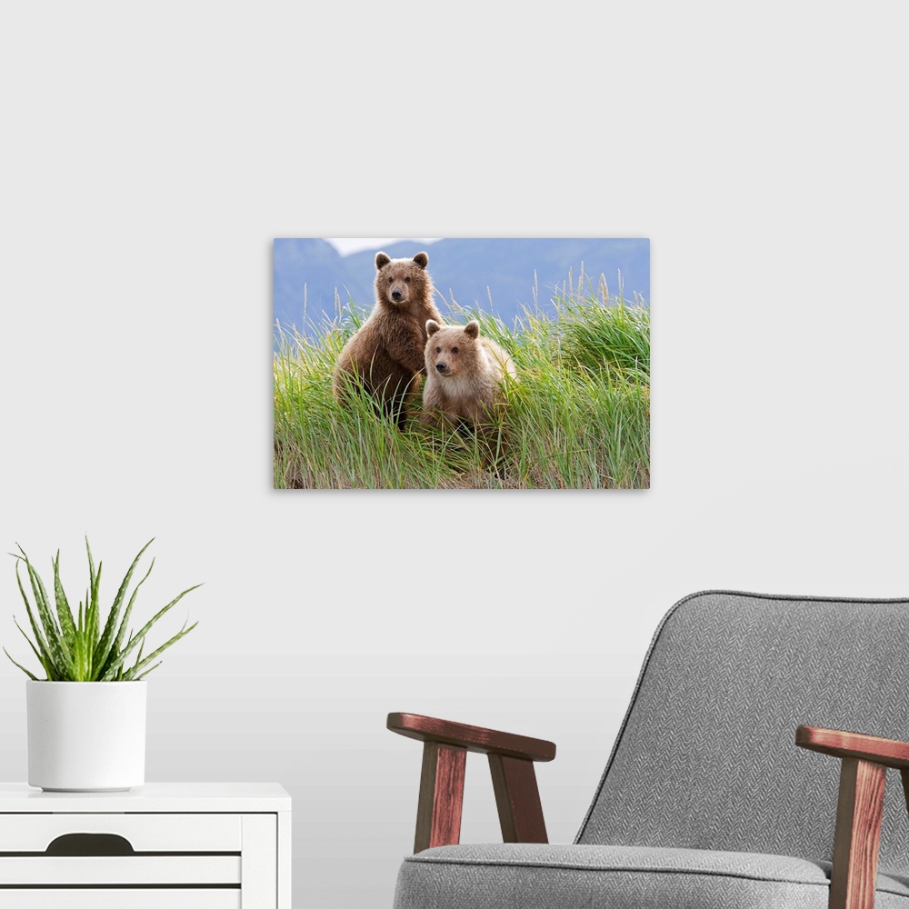 A modern room featuring Two bear cubs are on look out from a grassy riverbed in Alaska.