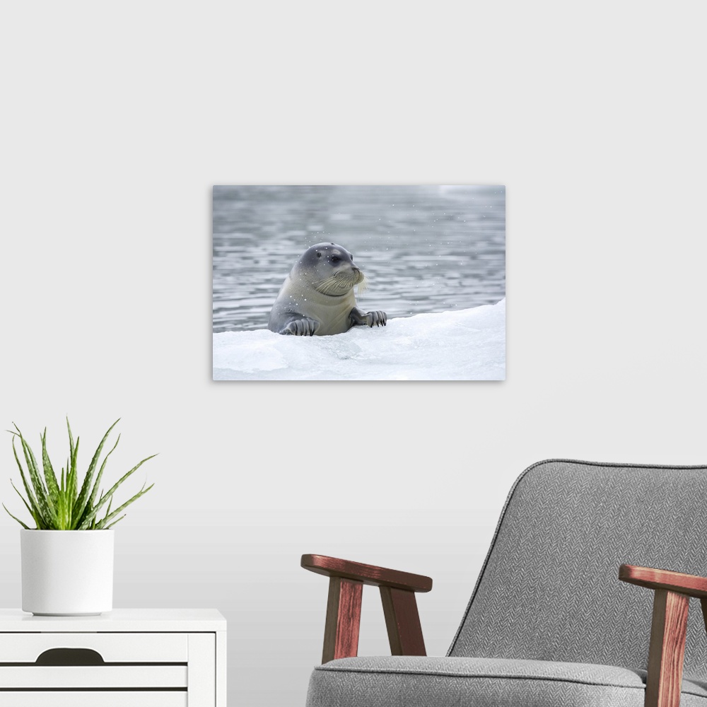 A modern room featuring Bearded Seal (Erignathus barbatus), Hornsund, Svalbard, Norway
