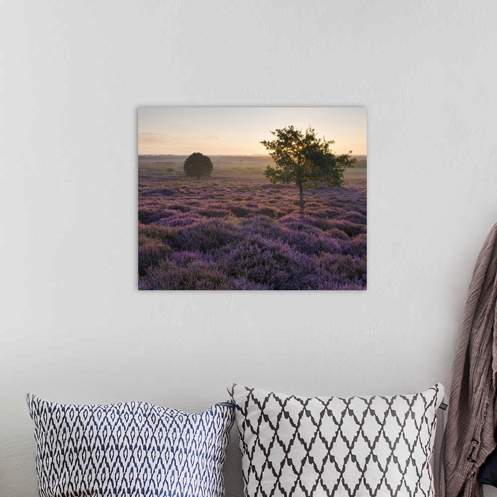 A bohemian room featuring Beautiful heather at Roydon Common in Norfolk.