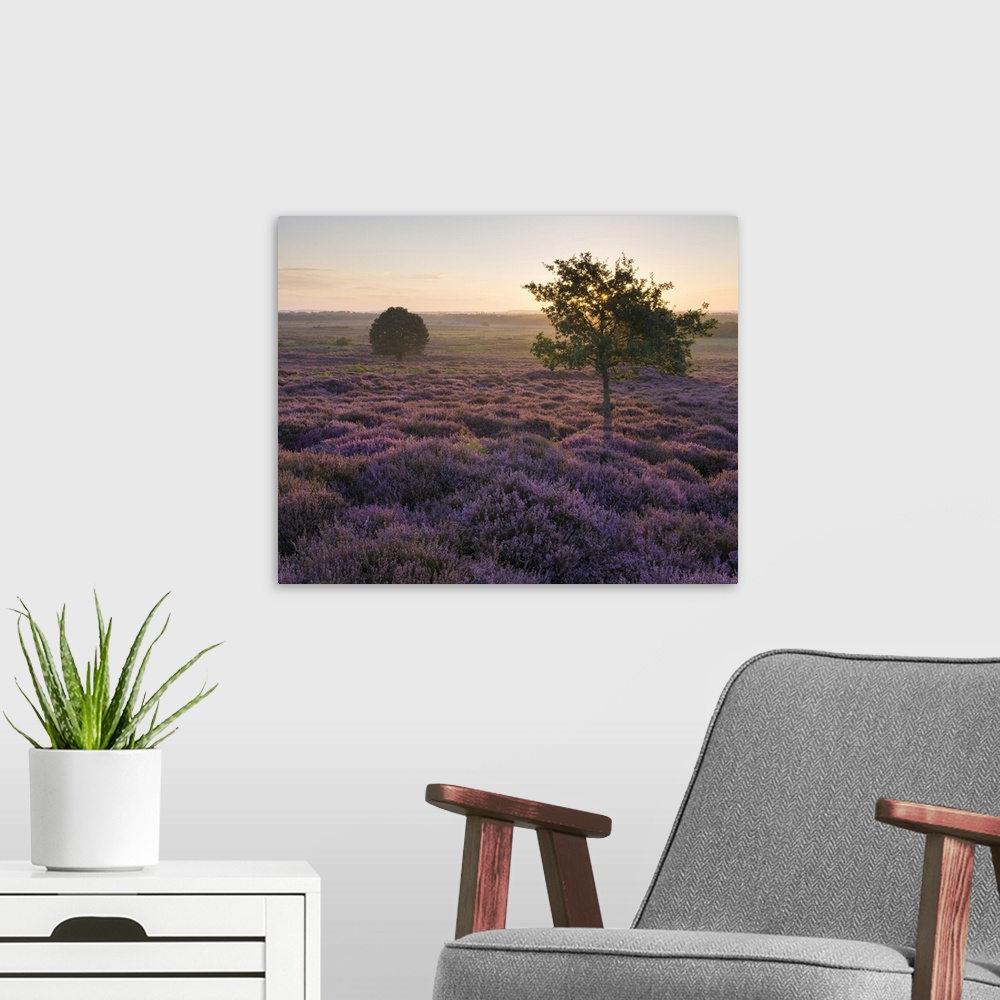A modern room featuring Beautiful heather at Roydon Common in Norfolk.