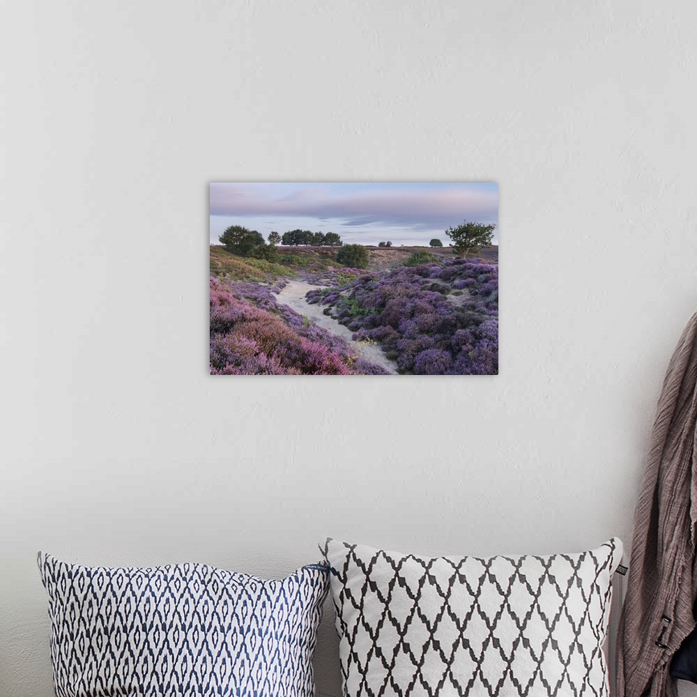 A bohemian room featuring Beautiful heather at Roydon Common in Norfolk.