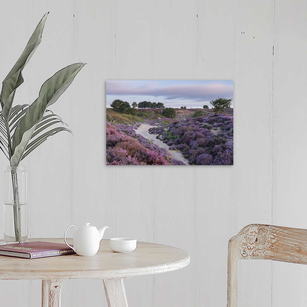 A farmhouse room featuring Beautiful heather at Roydon Common in Norfolk.