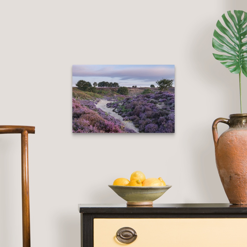 A traditional room featuring Beautiful heather at Roydon Common in Norfolk.