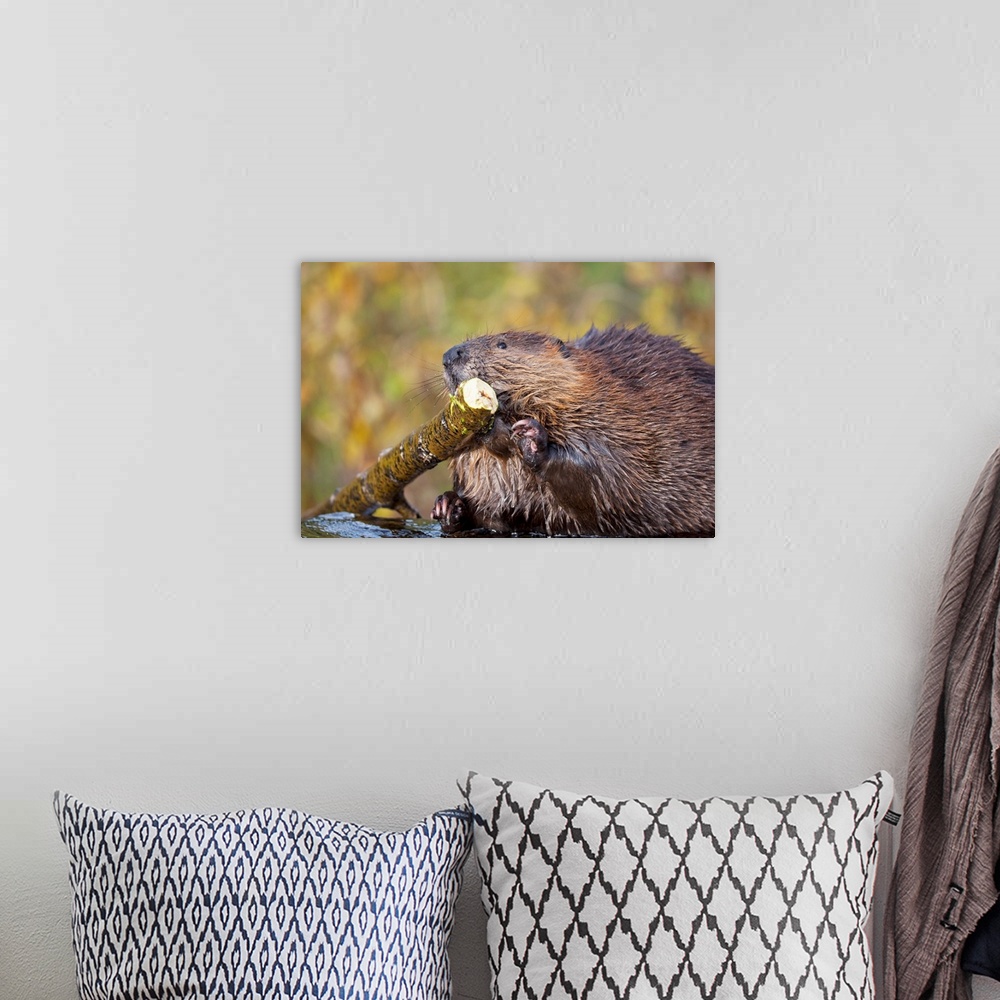 A bohemian room featuring Beaver Chewing On Log In A Pond, Denali National Park, Alaska