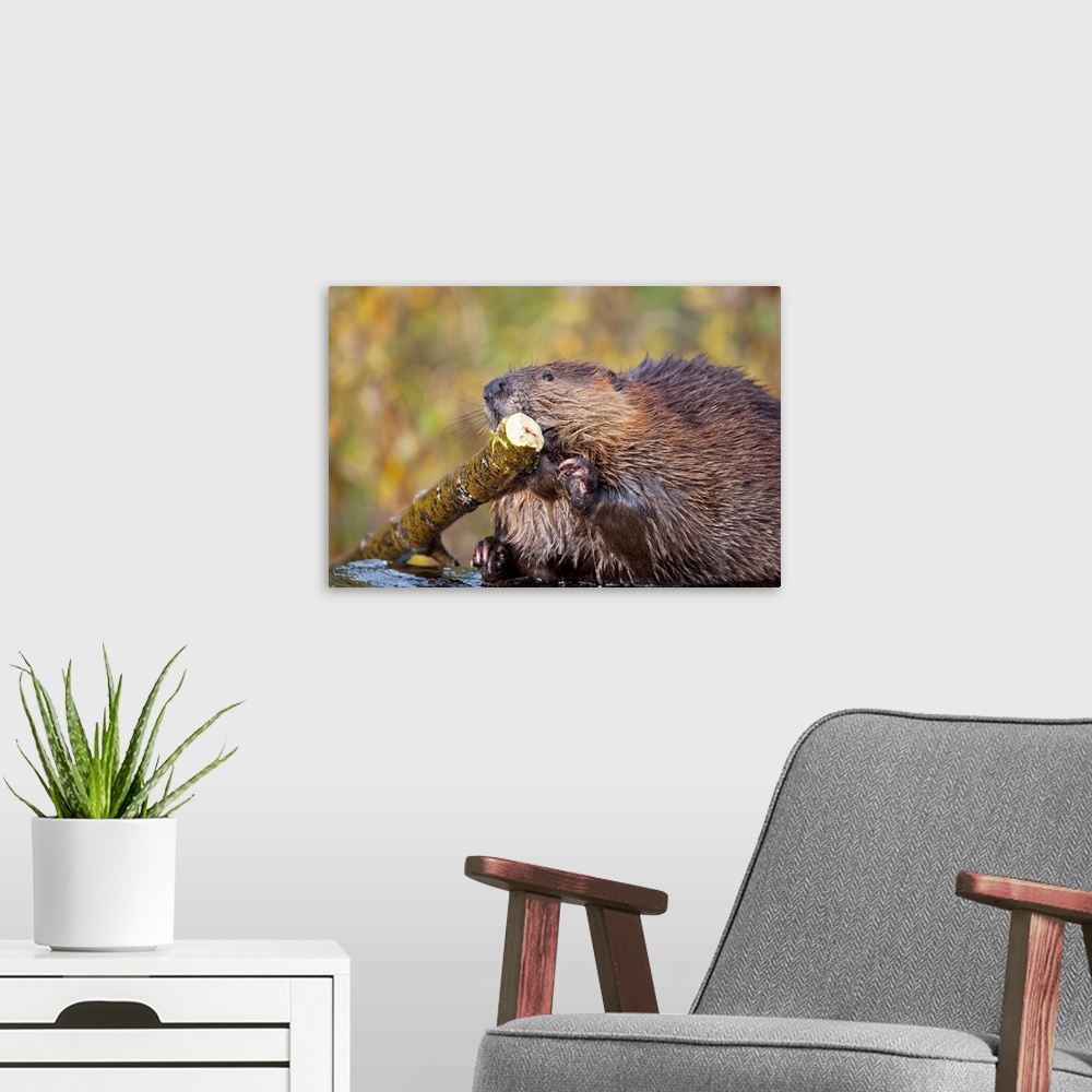 A modern room featuring Beaver Chewing On Log In A Pond, Denali National Park, Alaska