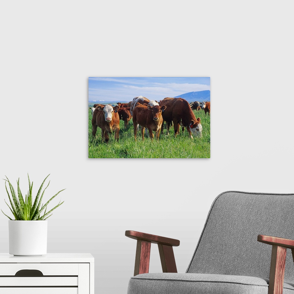 A modern room featuring Beef, cow-calf herd on a pasture, Central Montana