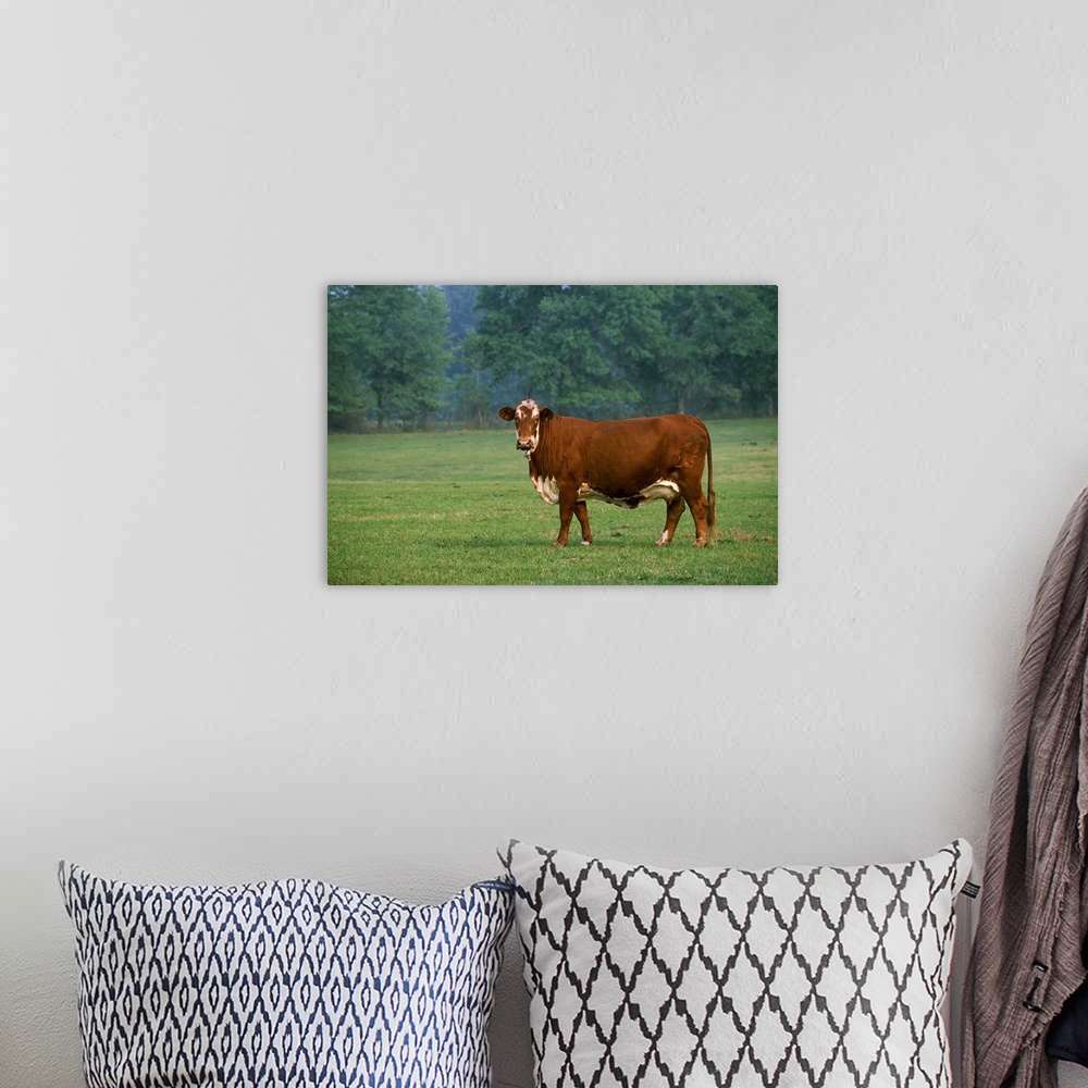 A bohemian room featuring Beefmaster beef cow on a green pasture, Florida