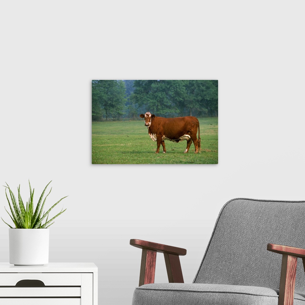 A modern room featuring Beefmaster beef cow on a green pasture, Florida