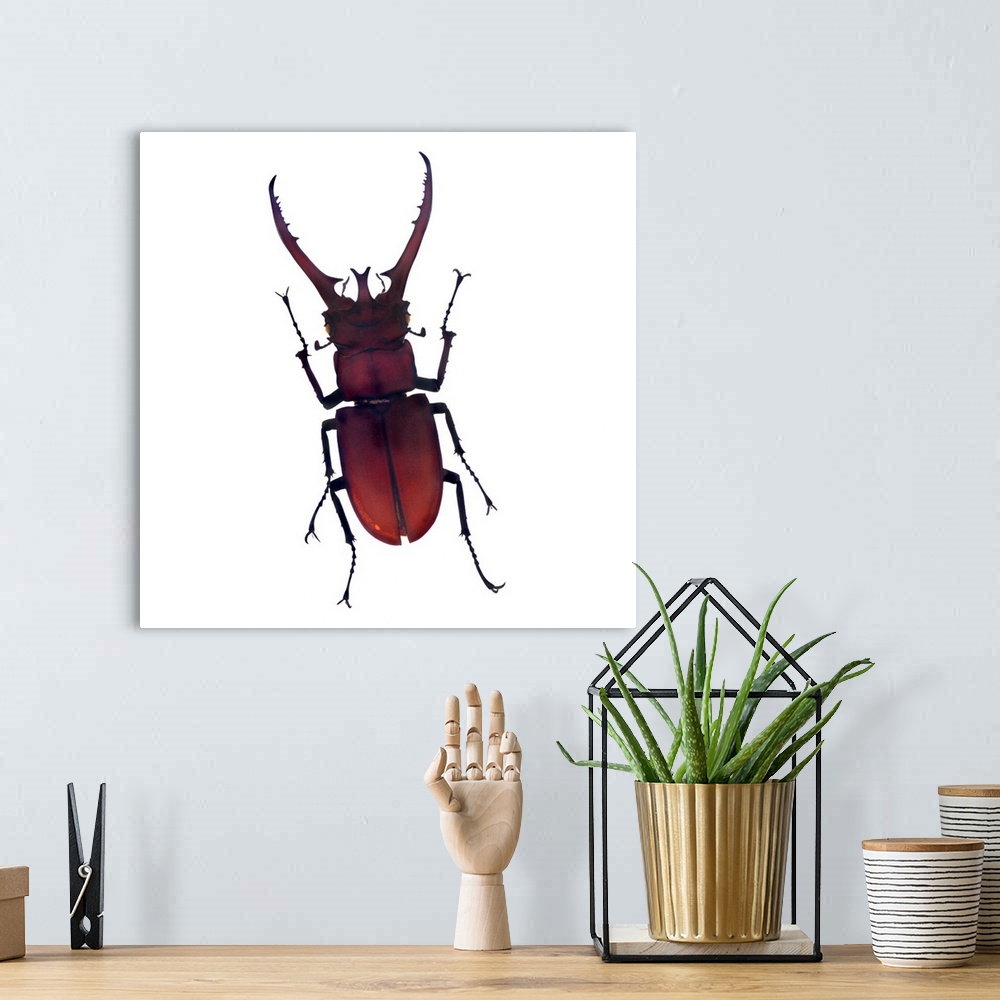 A bohemian room featuring Beetle
