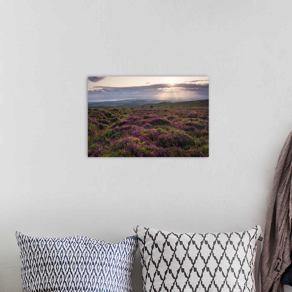 A bohemian room featuring Bell heather at sunrise on Longstone Hill in the Quantock Hills Area of Outstanding Natural Beaut...