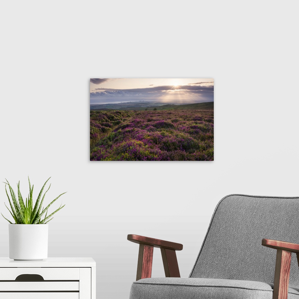 A modern room featuring Bell heather at sunrise on Longstone Hill in the Quantock Hills Area of Outstanding Natural Beaut...