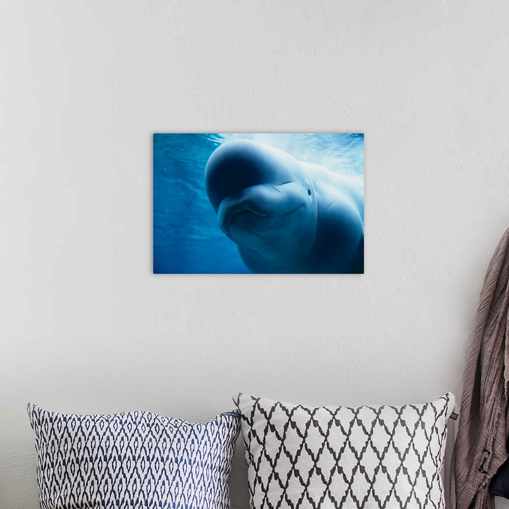 A bohemian room featuring Beluga Whale Swimming Near The Surface