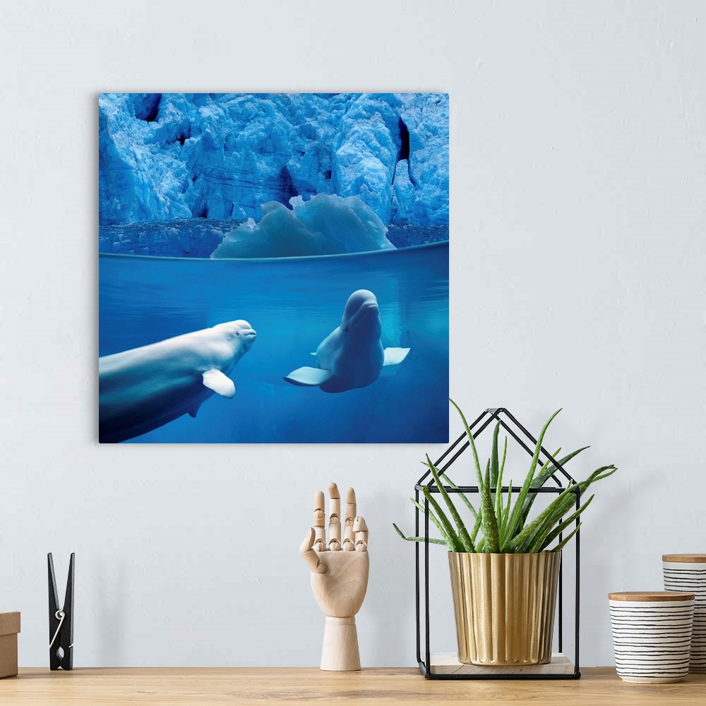 A bohemian room featuring Belugas Underwater With View Of A Glacier