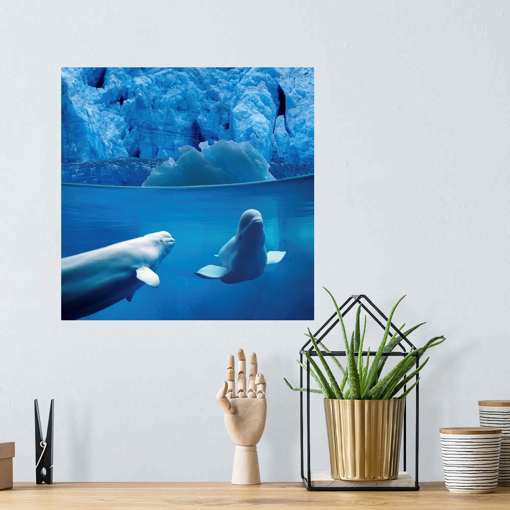 A bohemian room featuring Belugas Underwater With View Of A Glacier