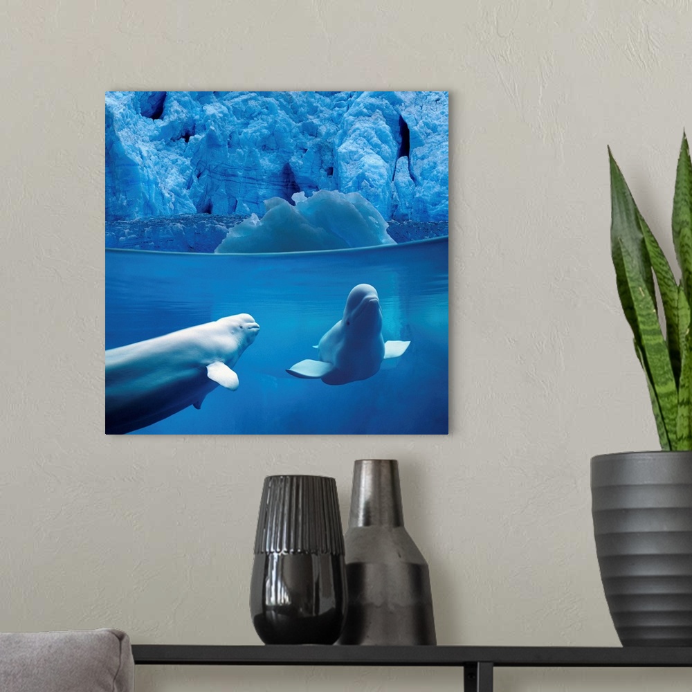 A modern room featuring Belugas Underwater With View Of A Glacier