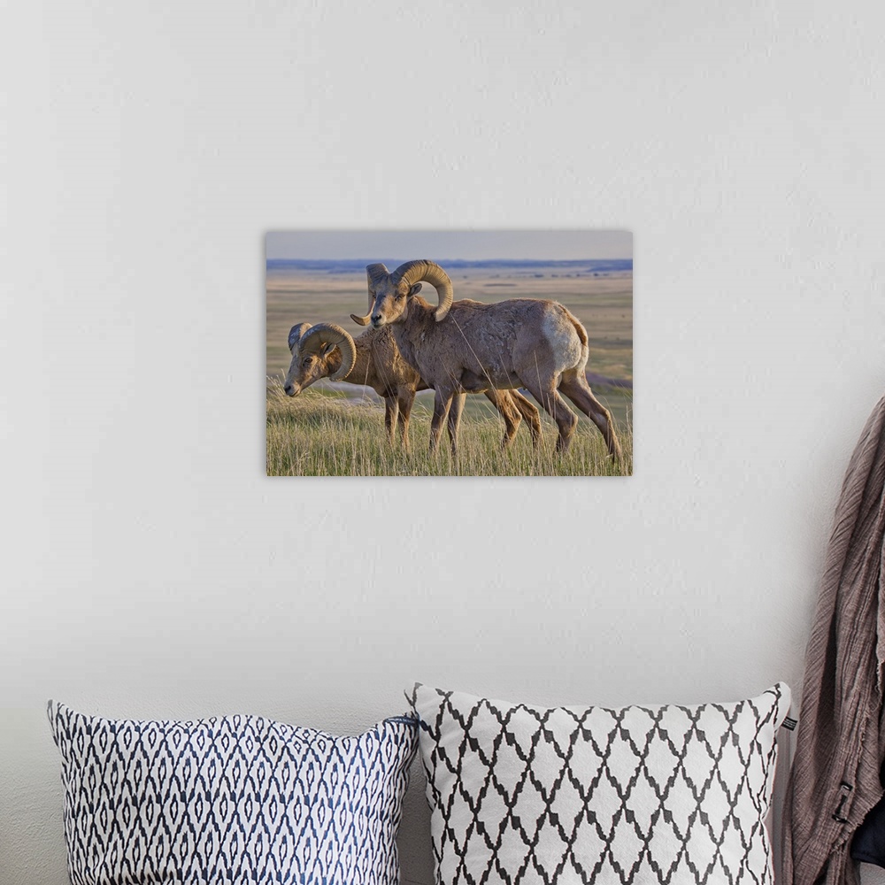 A bohemian room featuring Bighorn sheep in Badlands National Park, South Dakota