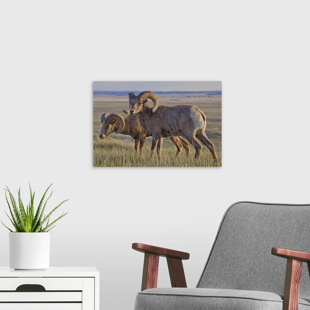 A modern room featuring Bighorn sheep in Badlands National Park, South Dakota
