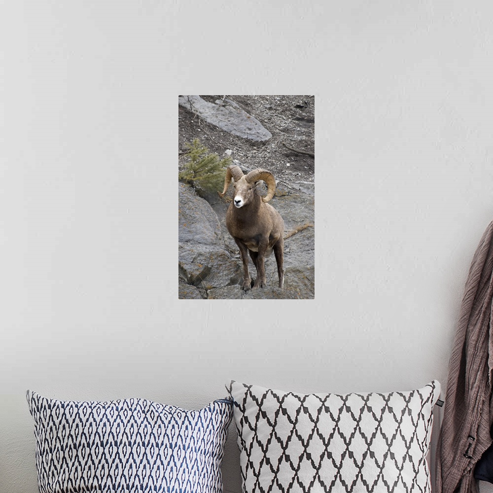 A bohemian room featuring Bighorn Sheep (Ovis Canadensis)