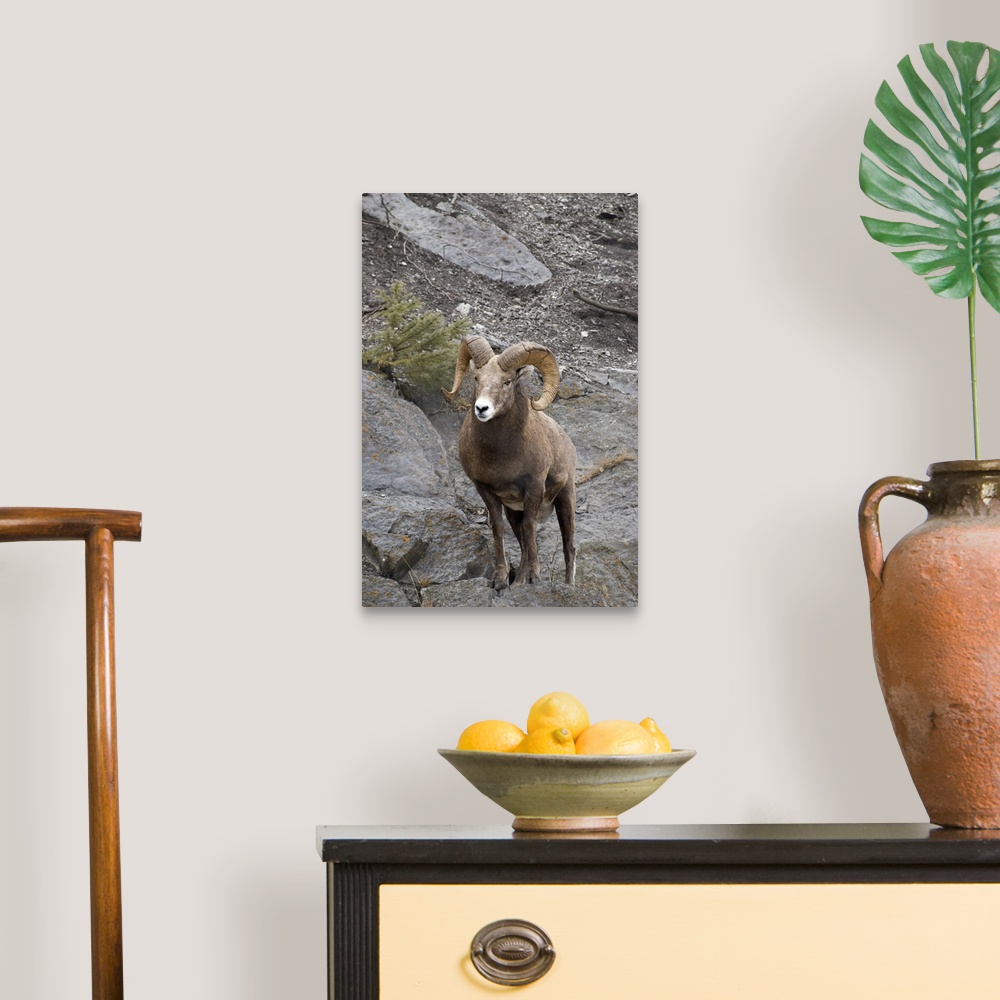 A traditional room featuring Bighorn Sheep (Ovis Canadensis)