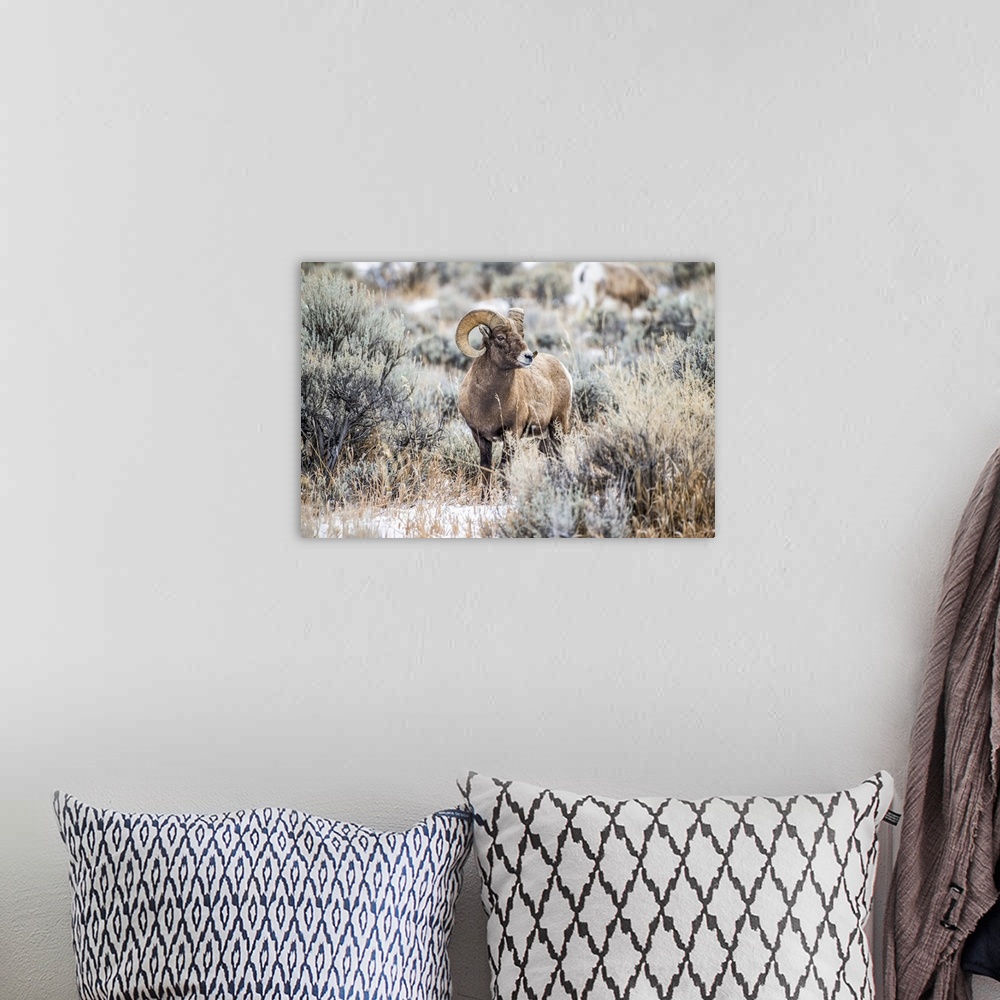 A bohemian room featuring Bighorn Sheep ram (Ovis canadensis) stands in a sagebrush meadow in the North Fork of the Shoshon...