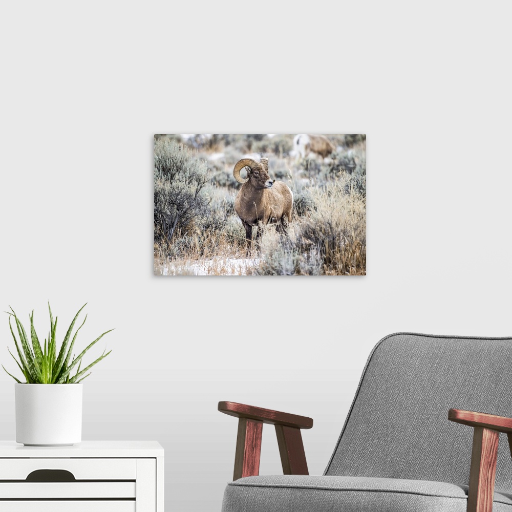 A modern room featuring Bighorn Sheep ram (Ovis canadensis) stands in a sagebrush meadow in the North Fork of the Shoshon...