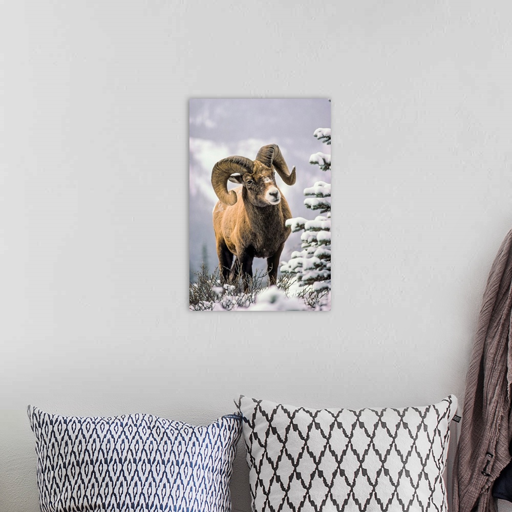 A bohemian room featuring Bighorn Sheep, Winter, Jasper National Park, Alberta, Canada