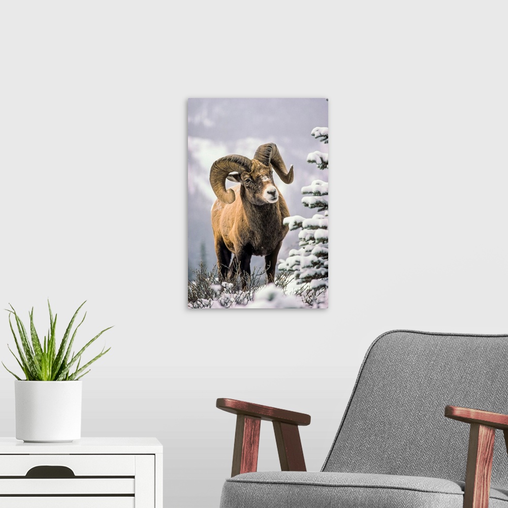 A modern room featuring Bighorn Sheep, Winter, Jasper National Park, Alberta, Canada