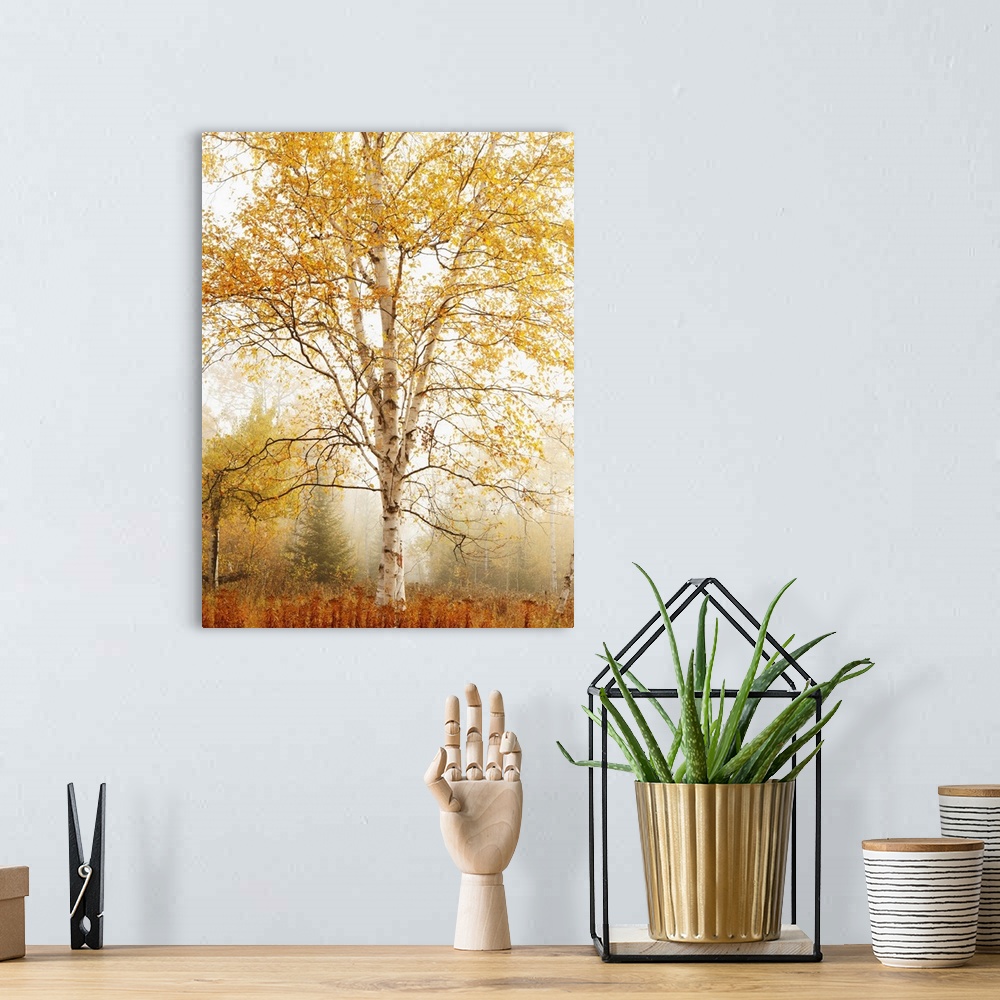 A bohemian room featuring Birch Trees In Autumn, Thunder Bay, Ontario, Canada