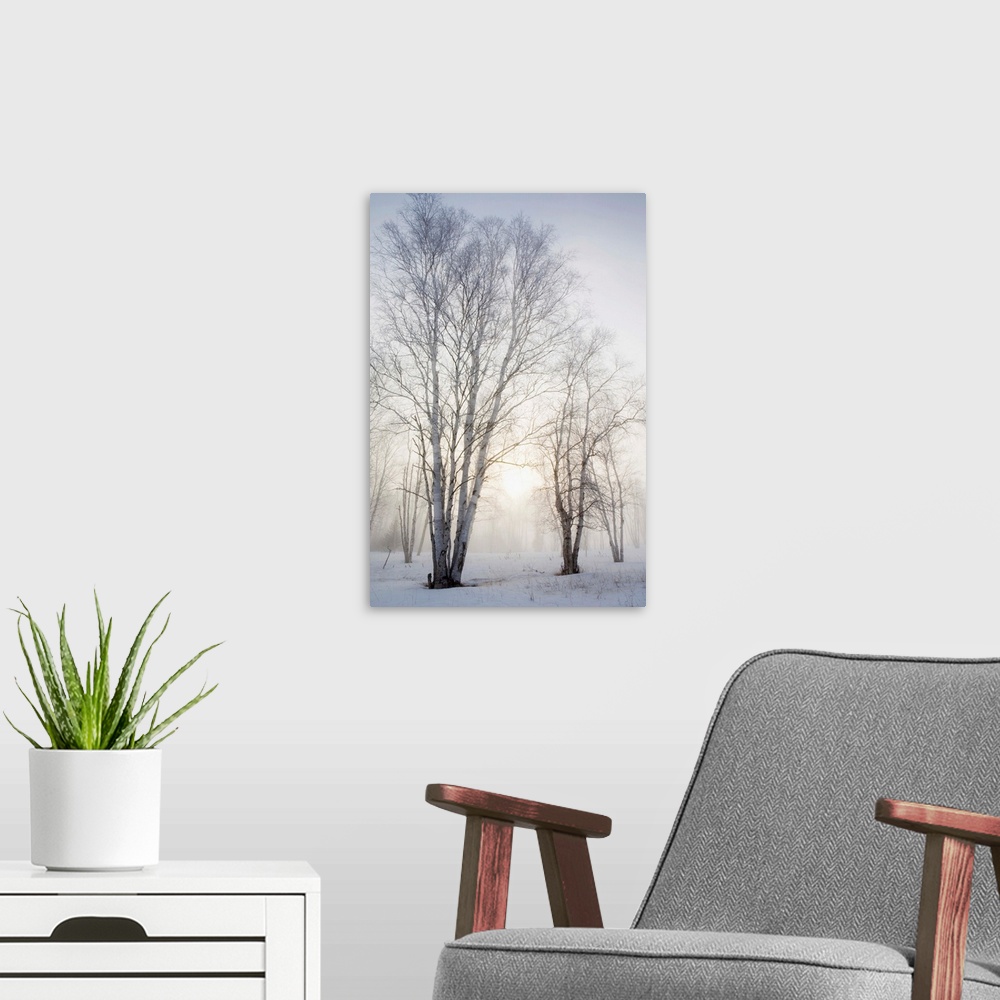 A modern room featuring Birch Trees In The Fog In Winter, Ontario, Canada