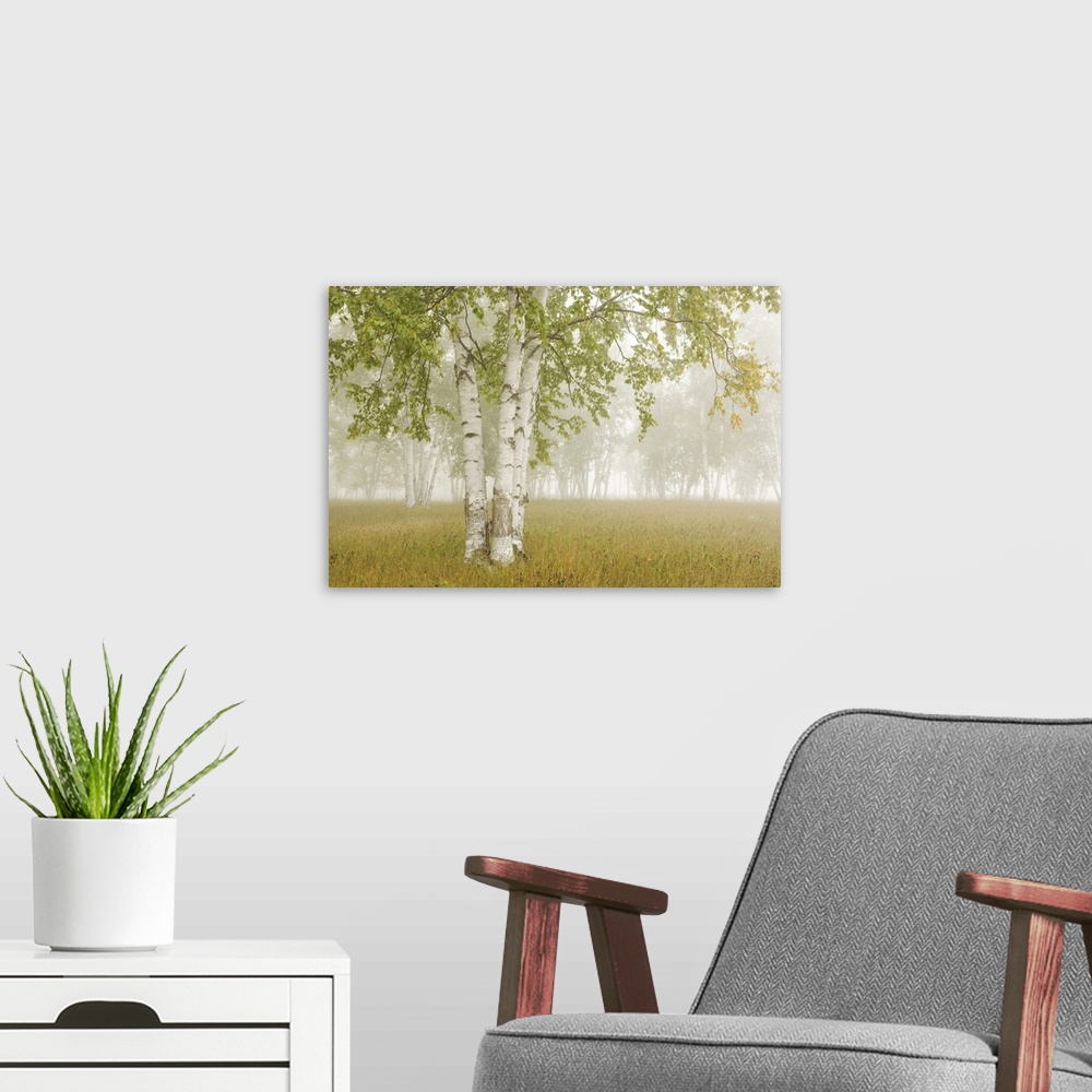 A modern room featuring Birch Trees In The Fog; Thunder Bay, Ontario, Canada