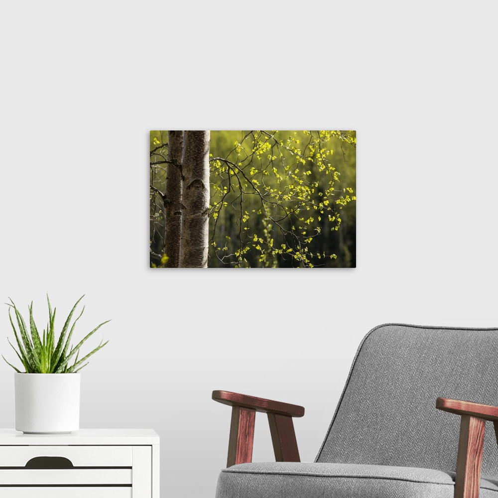 A modern room featuring Birch trees with new spring growth in Chugach State Park, Anchorage, Alaska, United States of Ame...