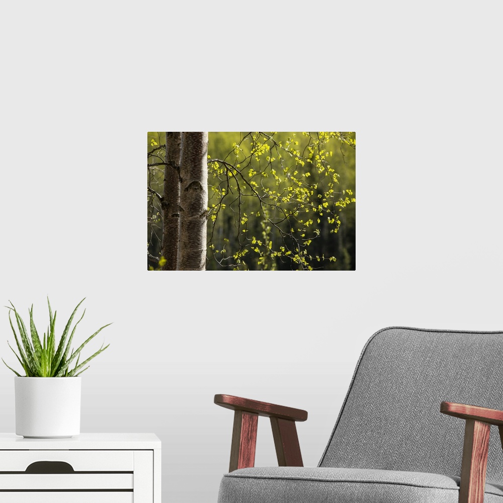 A modern room featuring Birch trees with new spring growth in Chugach State Park, Anchorage, Alaska, United States of Ame...