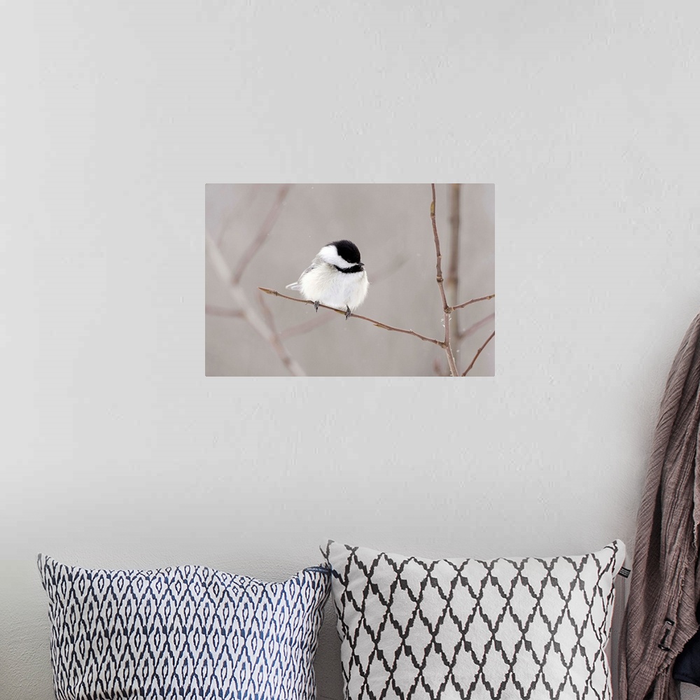 A bohemian room featuring Bird On A Branch