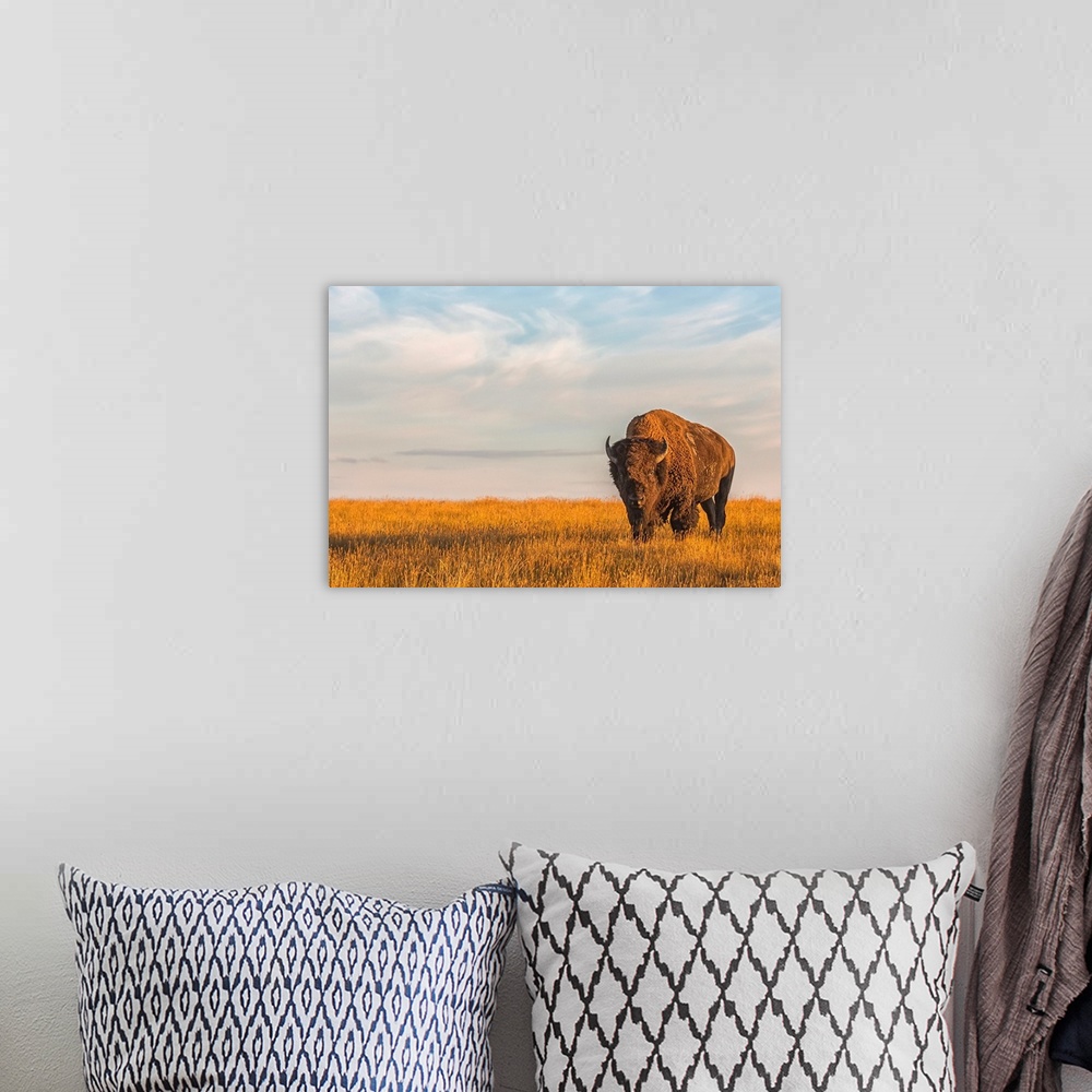 A bohemian room featuring Bison (bison bison), Grasslands National Park; Saskatchewan, Canada