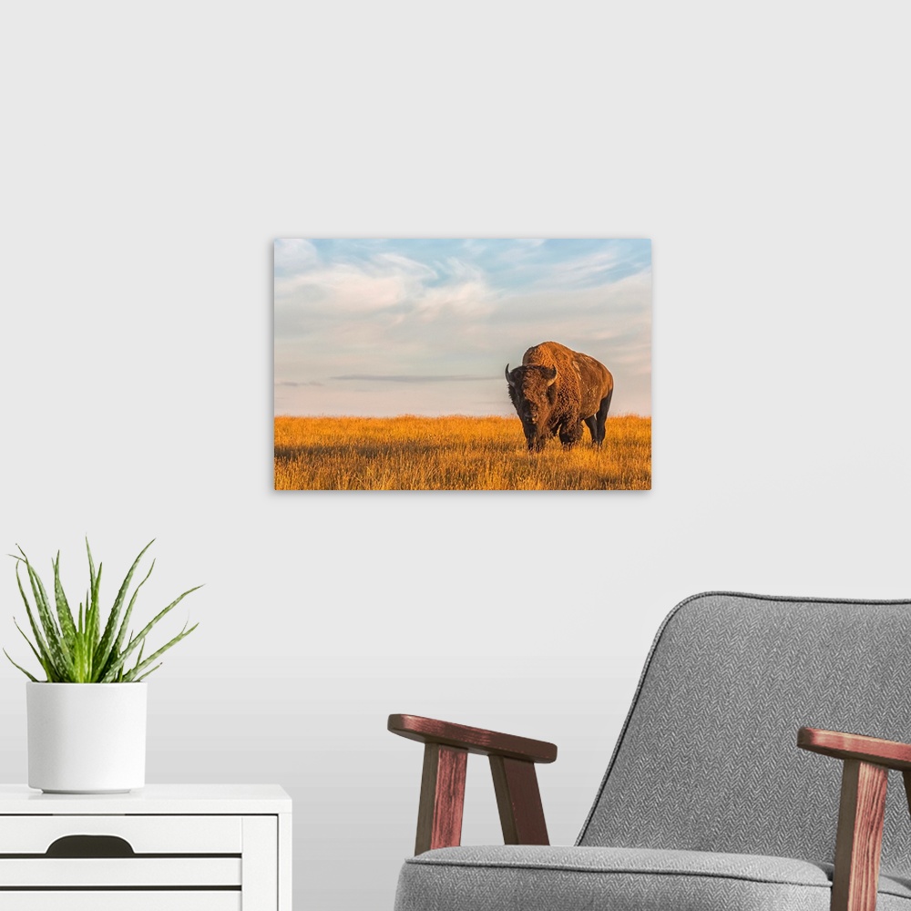 A modern room featuring Bison (bison bison), Grasslands National Park; Saskatchewan, Canada