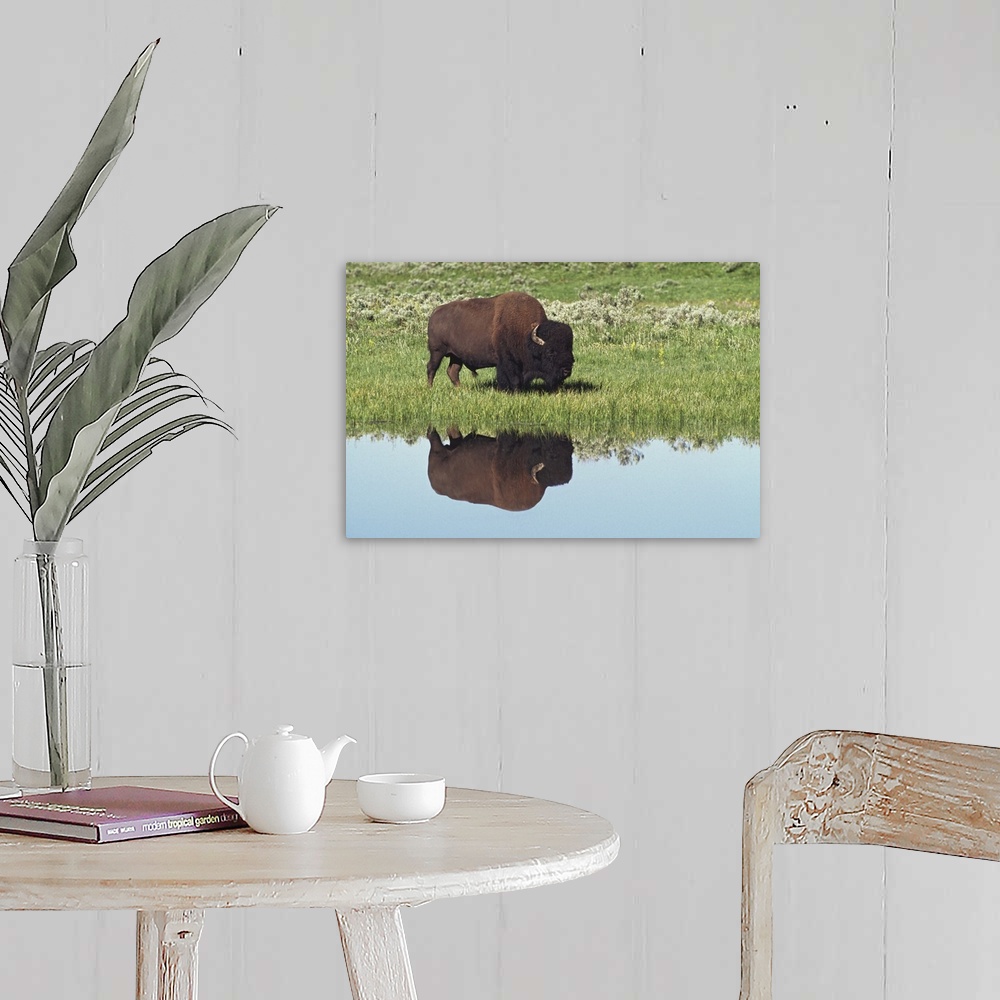 A farmhouse room featuring Bison (Bison Bison) On Grassy Meadow With Reflection In Pool