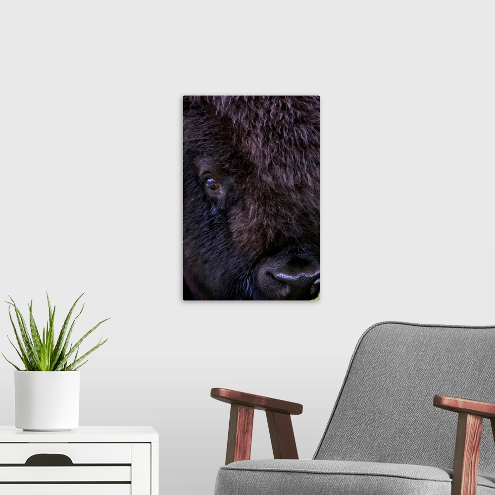 A modern room featuring Bison, Close Up