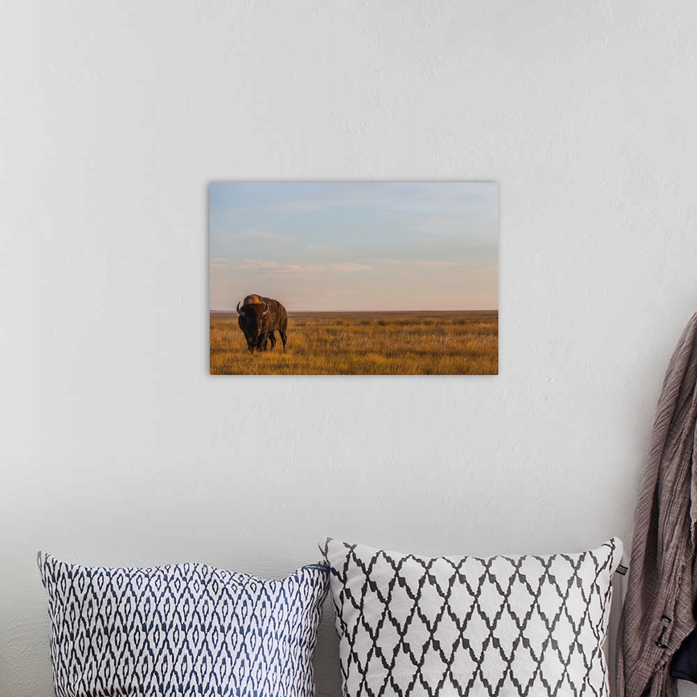 A bohemian room featuring Bison (Bison Bison), Grasslands National Park, Saskatchewan, Canada