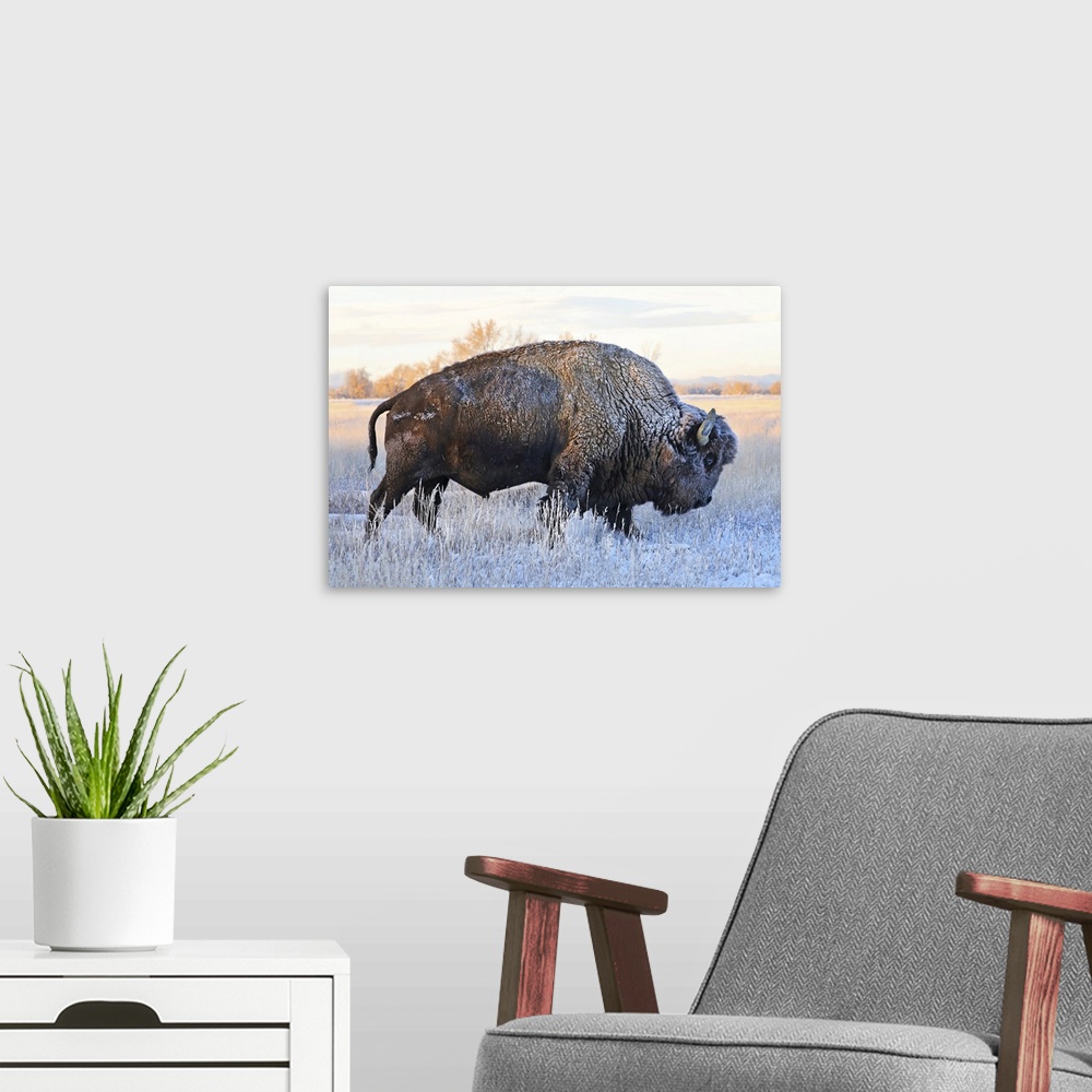 A modern room featuring Bison (Bison bison) standing in a frozen field in autumn with frost on it's hair, Grand Teton Nat...