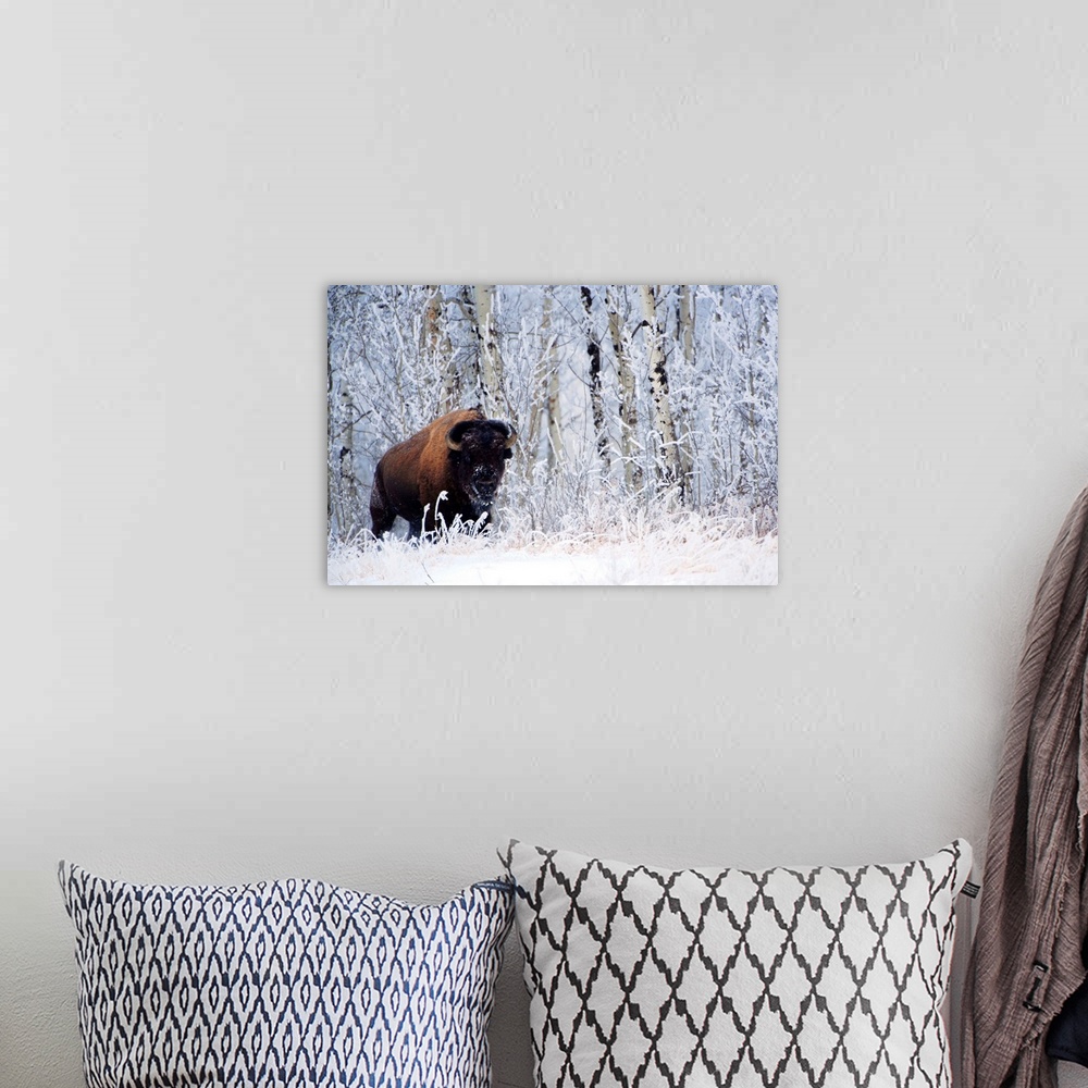 A bohemian room featuring Bison In The Snow, Elk Island National Park, Alberta, Canada