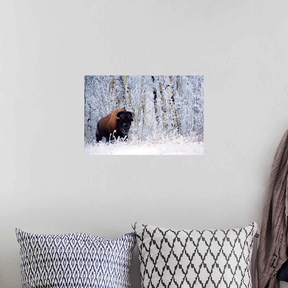 A bohemian room featuring Bison In The Snow, Elk Island National Park, Alberta, Canada