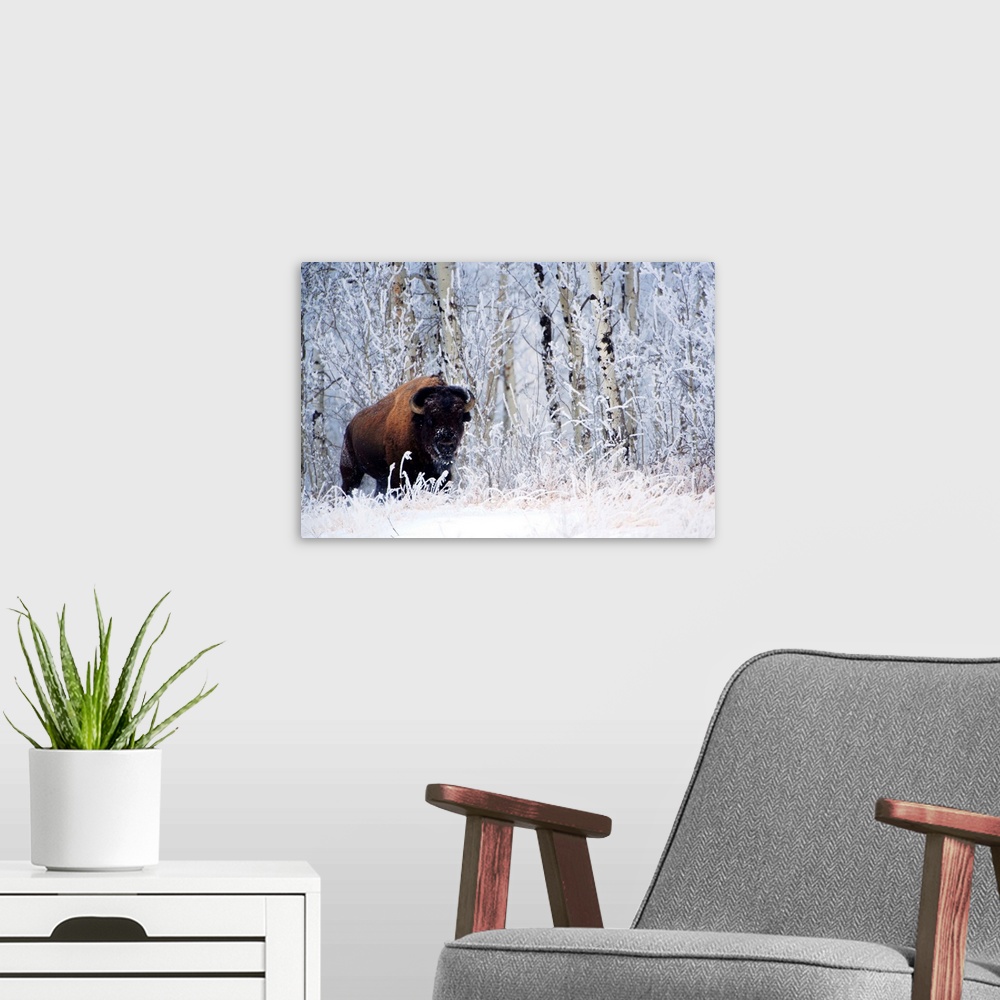 A modern room featuring Bison In The Snow, Elk Island National Park, Alberta, Canada
