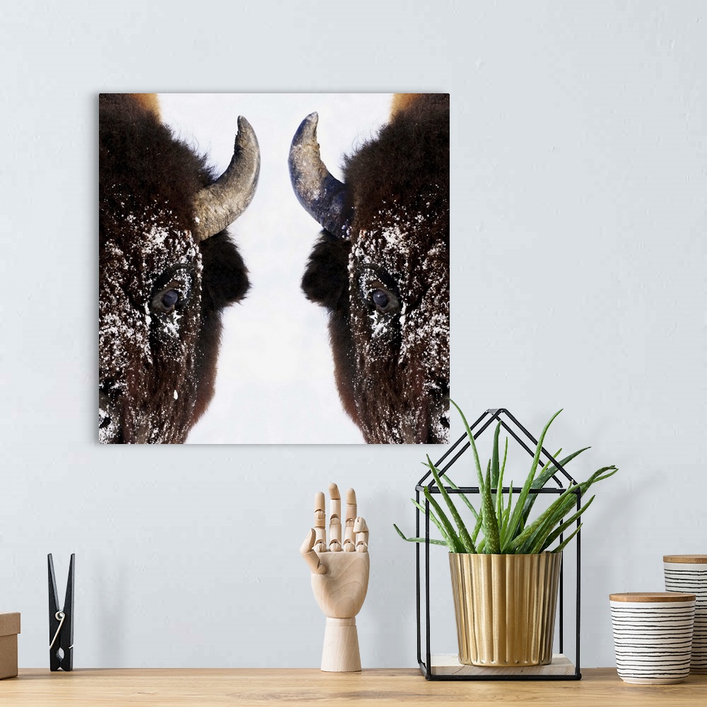 A bohemian room featuring Bison In Winter