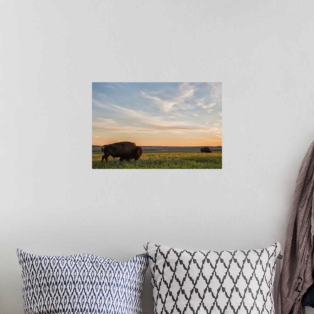 A bohemian room featuring Bison roam the plains at sunset in Grassland National Park, Saskatchewan, Canada