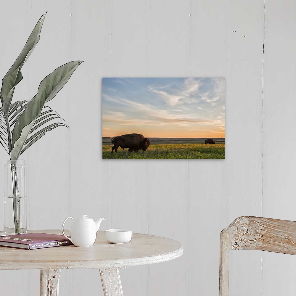 A farmhouse room featuring Bison roam the plains at sunset in Grassland National Park, Saskatchewan, Canada