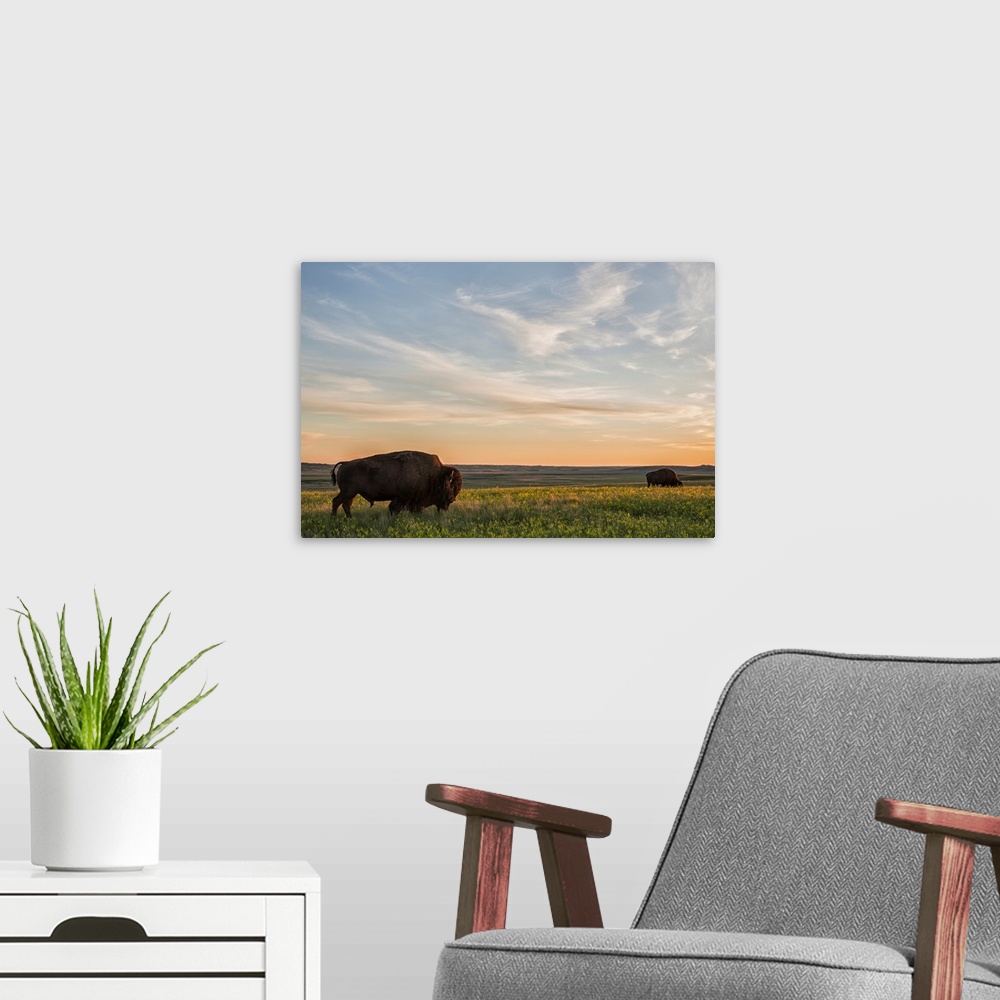 A modern room featuring Bison roam the plains at sunset in Grassland National Park, Saskatchewan, Canada