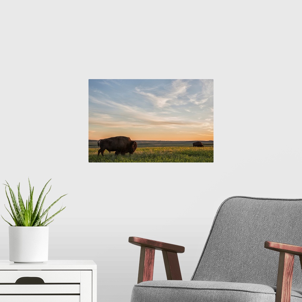 A modern room featuring Bison roam the plains at sunset in Grassland National Park, Saskatchewan, Canada